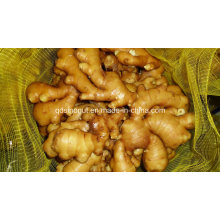 Super Quality Chinese Fresh Ginger